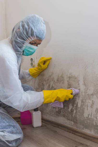 Mold Documentation for Insurance Claims in Chaparral, NM