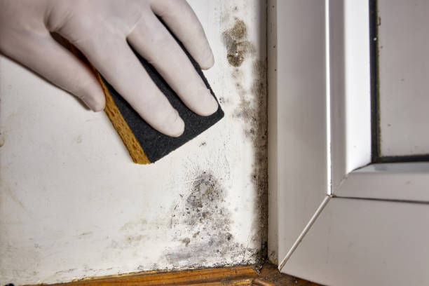 Best Attic Mold Removal  in Chaparral, NM